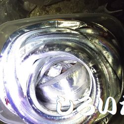 往復４時間、釣行４時間チョットの価値あり。