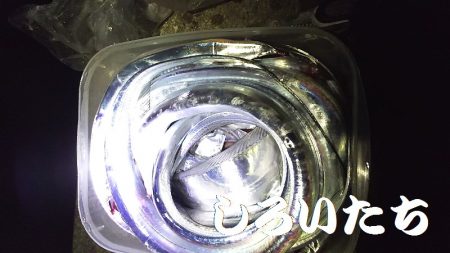 往復４時間、釣行４時間チョットの価値あり。