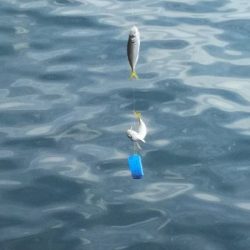 朝に青物不発。夕方に洲本で釣る。