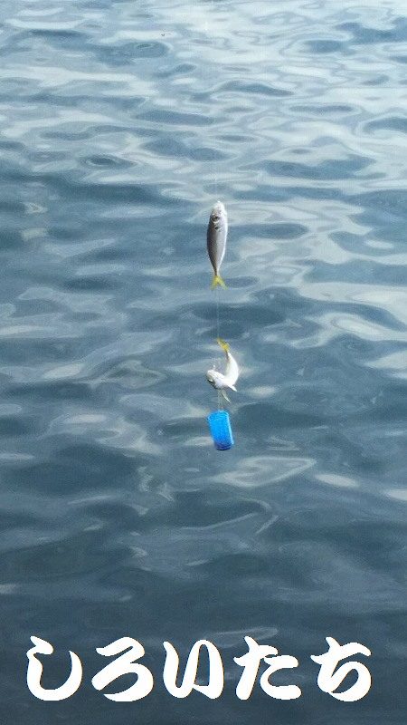 朝に青物不発。夕方に洲本で釣る。