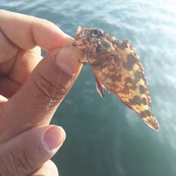 姫路 サヨリ 釣り。