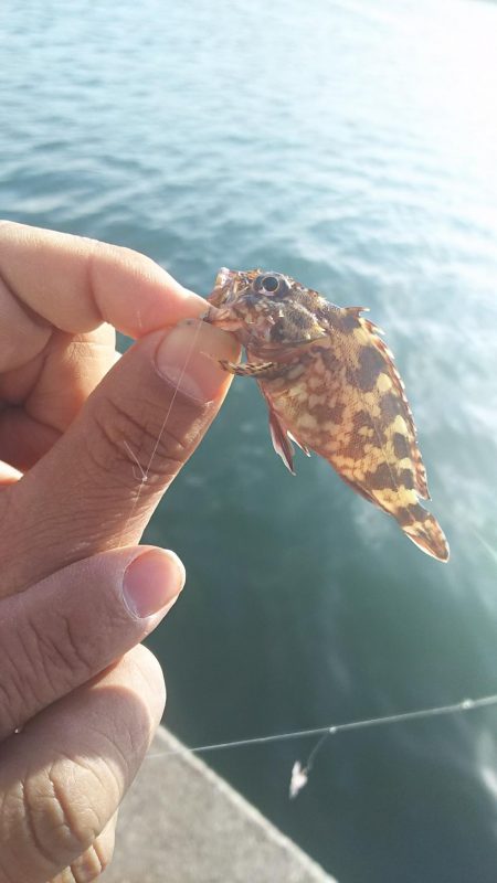 姫路 サヨリ 釣り。