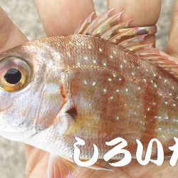 いろいろまわって、サバに遭遇。