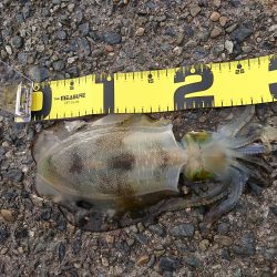 久々のおかっぱり釣行