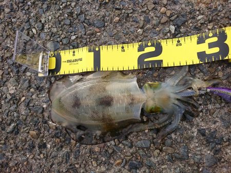 久々のおかっぱり釣行