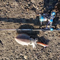 コウイカちゃん