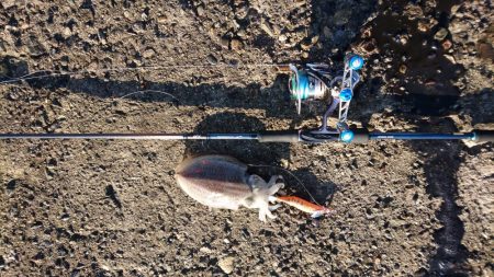 コウイカちゃん