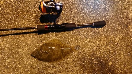 サンキューヌメヌメカレイフィッシュ