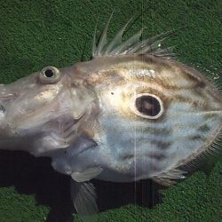 やっぱり泳がせは最強