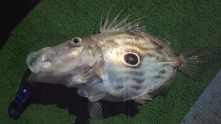 やっぱり泳がせは最強