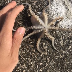 ハゼ・キス釣り