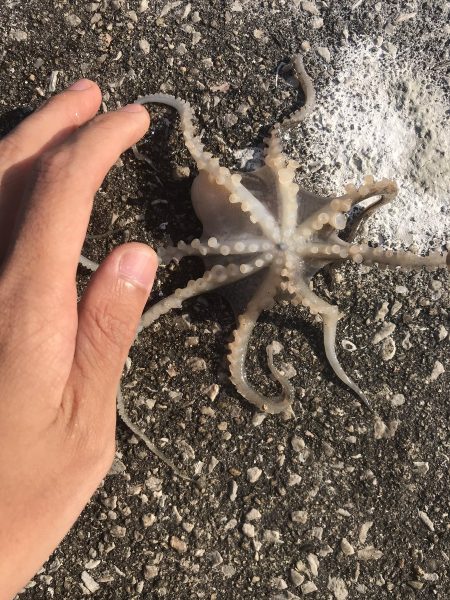 ハゼ・キス釣り