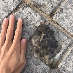 イカの切り身でチョイ投げ