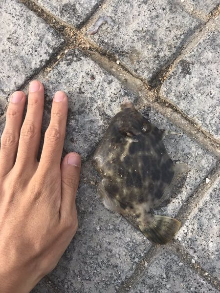 イカの切り身でチョイ投げ