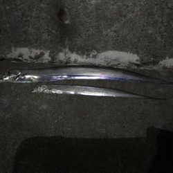 タチウオエサ釣り