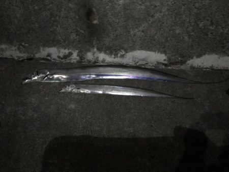 タチウオエサ釣り