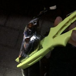 寒いシーサイドコスモ