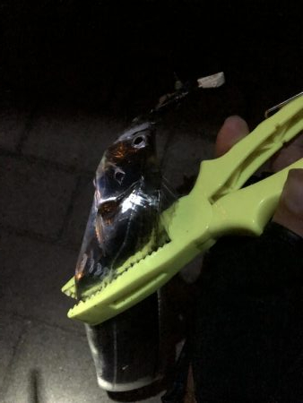 寒いシーサイドコスモ