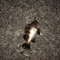 メバリング特訓