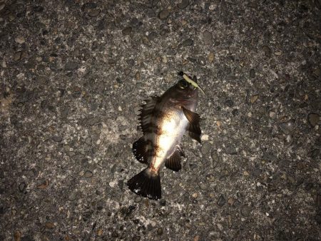 メバリング特訓