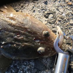 うとうとしてたら釣れました