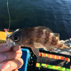 ガシリング、メバリング