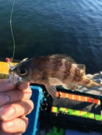 ガシリング、メバリング