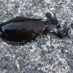 アジが釣れない