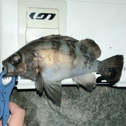 メバリング成立。