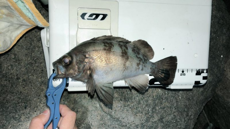 メバリング成立。