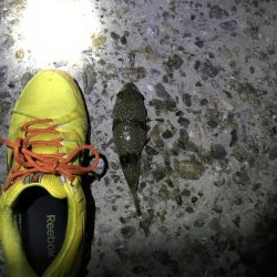 本命釣れず穴子くんこんにちわ