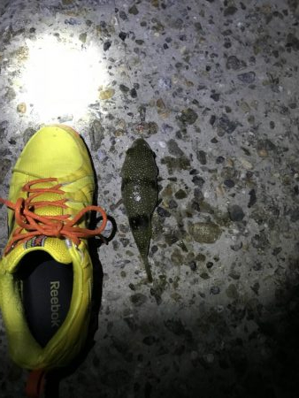 本命釣れず穴子くんこんにちわ