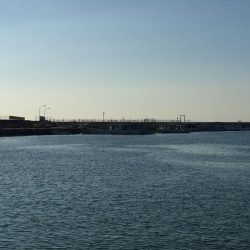 ハゼは裏切らない！