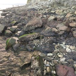 ショアジギング