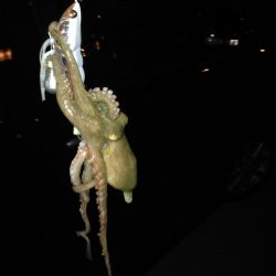 タコ短時間釣行