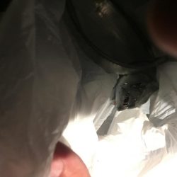 強風タチウオワインド