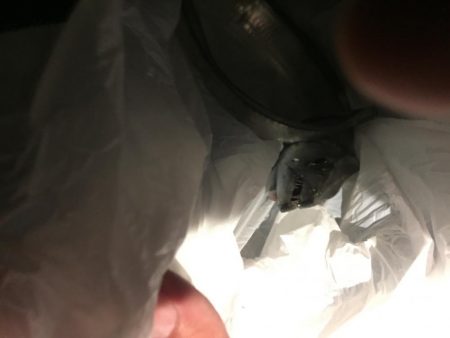 強風タチウオワインド