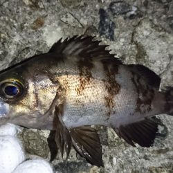 チビメバルラッシュ