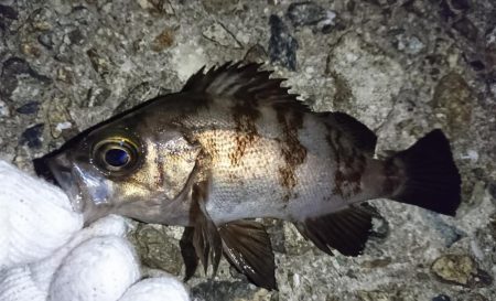 チビメバルラッシュ