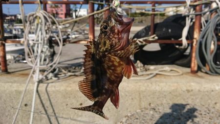 江井ヶ島漁港・根魚