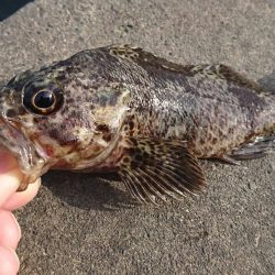 江井ヶ島漁港・穴釣り