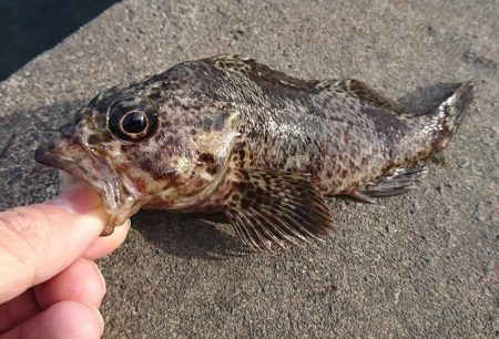 江井ヶ島漁港・穴釣り