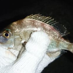 でかいガシラ！