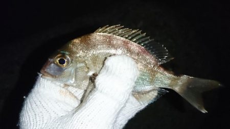 でかいガシラ！