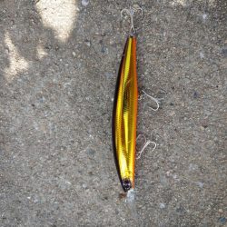 朝マズメのハマチ