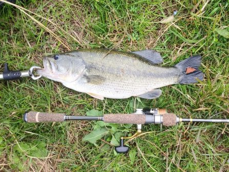 朝まで雨だったので