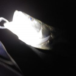 サゴシは釣れず