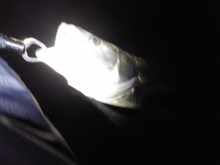 サゴシは釣れず