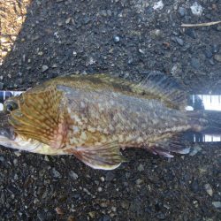 カサゴ釣り