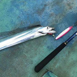 海南発の遊漁船「釣り心」さんで太刀魚ジギング